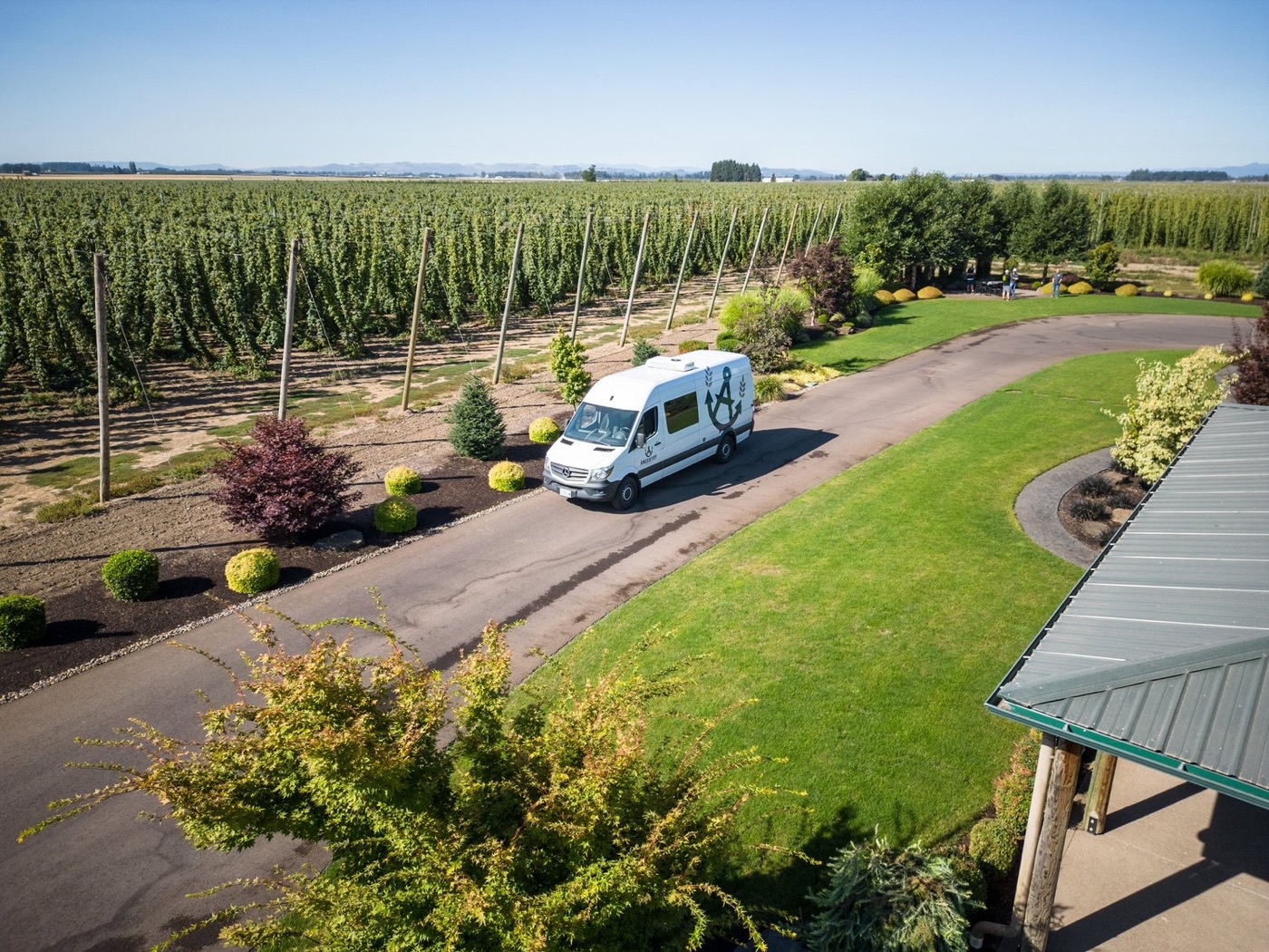 Hop rows on the family farm in the Willamette Valley